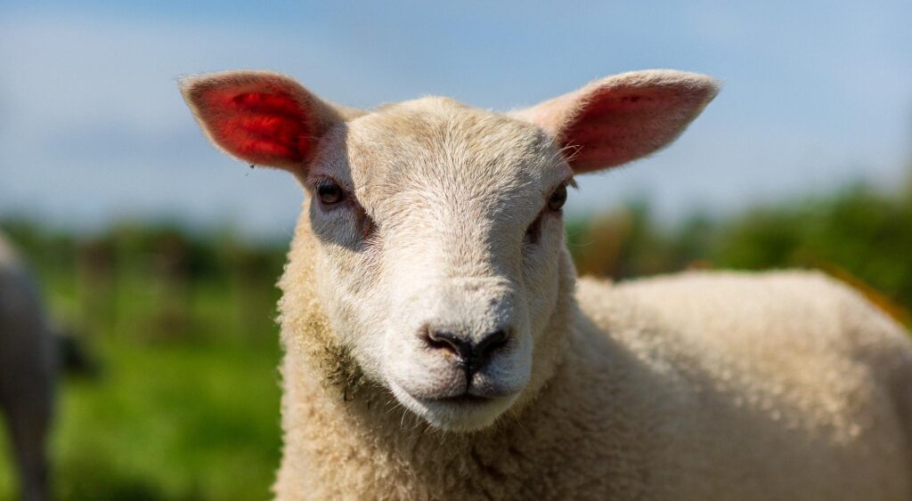 Schaap