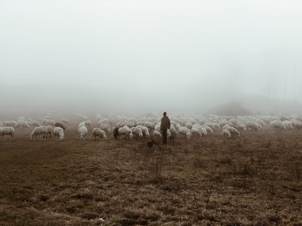 Sheep in England