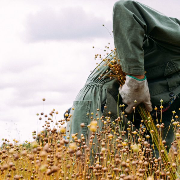 Flax Harvest_De Horsterhof 2019_Boris Lutters
