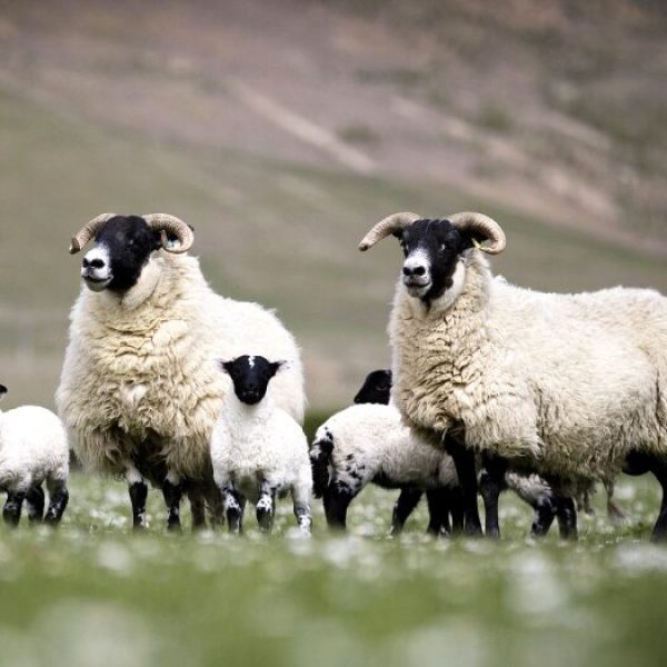 Blackface sheep