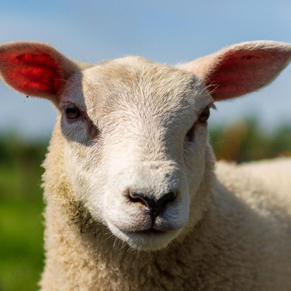 Schaap
