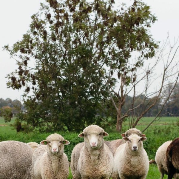The Knitwit Stable, Baambrugge. Merino schapen en Texelse schapen