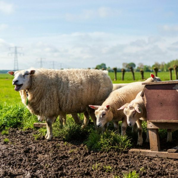 Schapen bij Knitwit Stable in de wei
