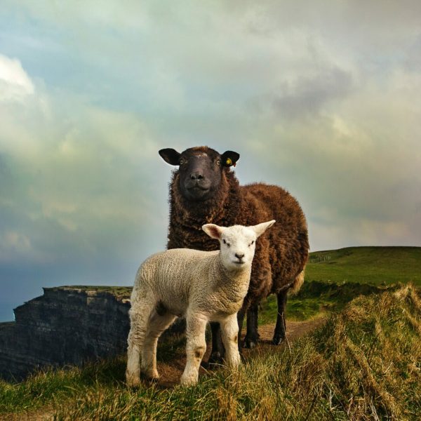 megan-johnston-Sheep